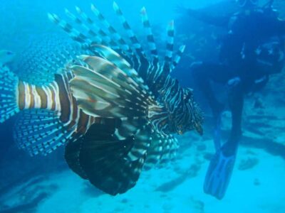Blue Bay: LEARN TO DIVE TODAY with CORAL DIVING Team