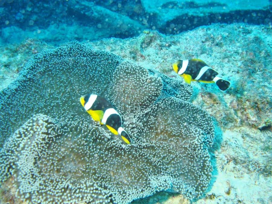 Blue Bay: LEARN TO DIVE TODAY with CORAL DIVING Team - Moving into the supervised open water
