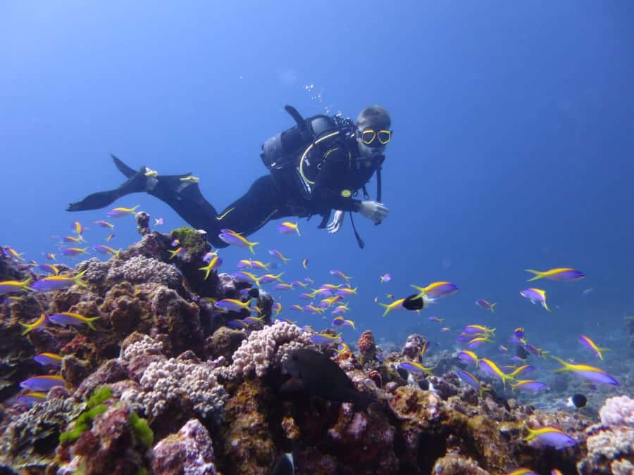Blue Bay: LEARN TO DIVE TODAY with CORAL DIVING Team - What you actually get for $176