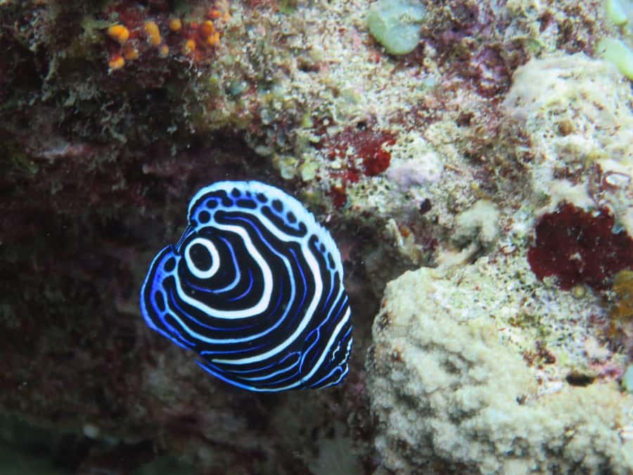 Blue Bay: LEARN TO DIVE TODAY with CORAL DIVING Team - Booking flexibility and small practical details