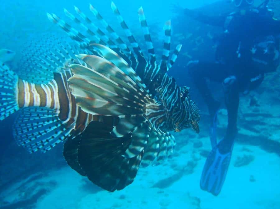 Blue Bay: LEARN TO DIVE TODAY with CORAL DIVING Team - Getting comfortable with scuba equipment