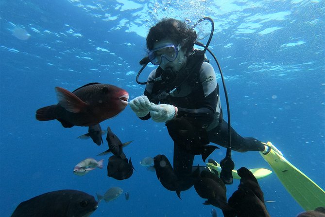 Blue Cave Area Experience Diving!Free feeding & photo images Chinese guide available!1 group with a dedicated instructor - The Blue Cave or Maeda Beach