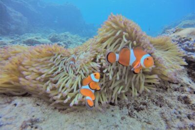 Blue Cave Area Experience Diving!Free feeding & photo images Chinese guide available!1 group with a dedicated instructor