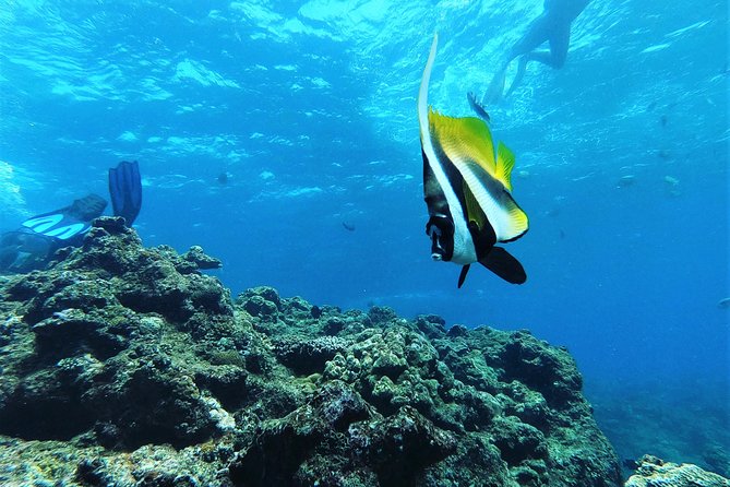 Blue Cave Area Experience Diving!Free feeding & photo images Chinese guide available!1 group with a dedicated instructor - Crowds and the best time to go
