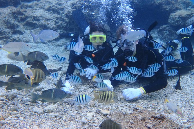 Blue Cave Area Experience Diving!Free feeding & photo images Chinese guide available!1 group with a dedicated instructor - Photos, video, and the small-print value