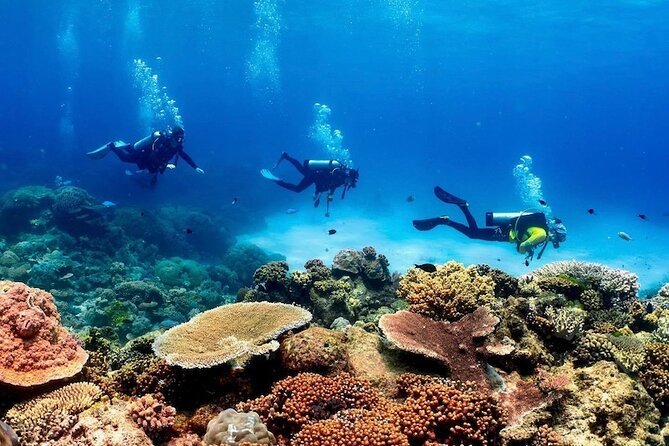 Blue Dive Private Guided Scuba Dive Cairns - Why private guidance changes the reef experience