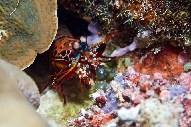 Blue Dive Private Guided Scuba Dive Cairns - Who will get the most from the $606.82 price