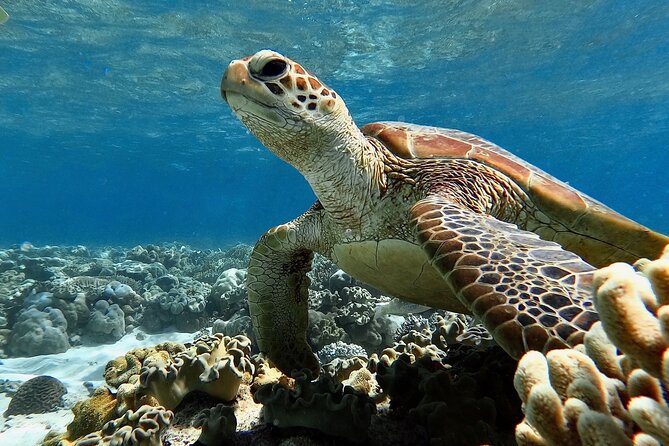 Blue Dive Private Guided Scuba Dive Cairns - The guides make the difference
