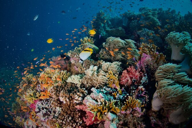 Blue Dive Private Guided Scuba Dive Cairns - Should you book Blue Dive Private Guided Scuba Dive Cairns?