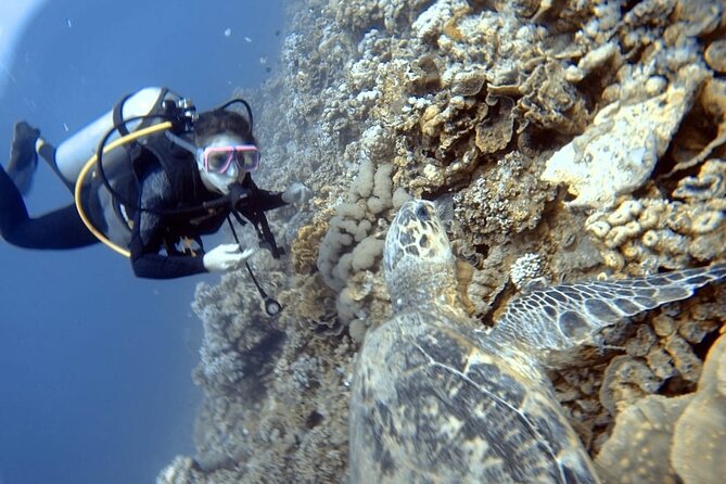 Boat Dive 2 Guided Dives with Lunch Included wreck dive&reef dive - Who should book this trip?