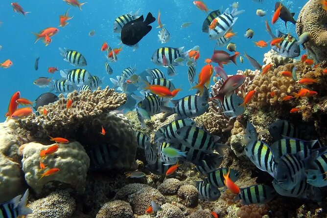 Boat Dive and Snorkeling Experience in Aqaba - Snorkeling for a slower look