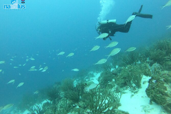 Boat Dive Shipwreck/ Airplanes/ Reef /2 tanks - Two Aruba sites in one morning or afternoon