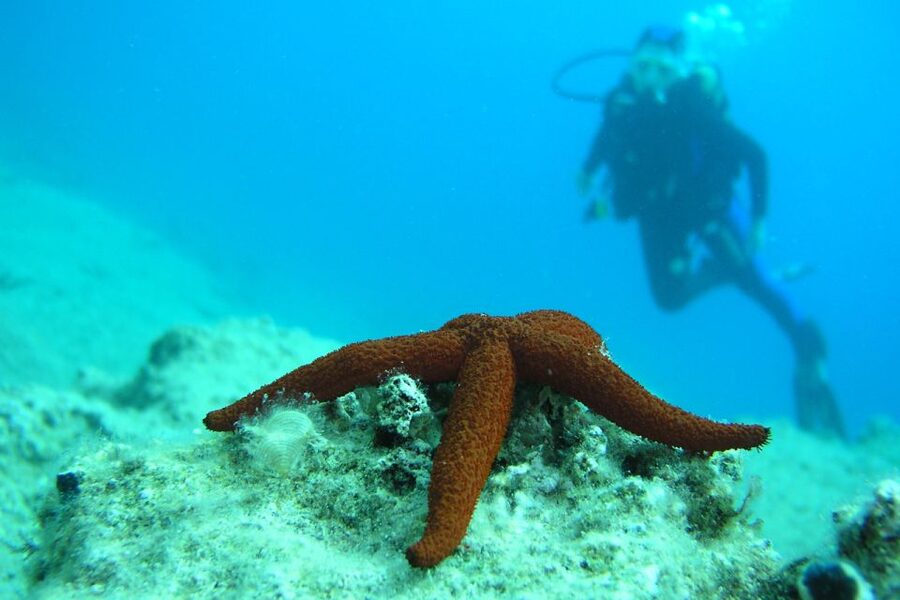 Bodrum: Full-Day Scuba Diving Tour - Key points to know before booking