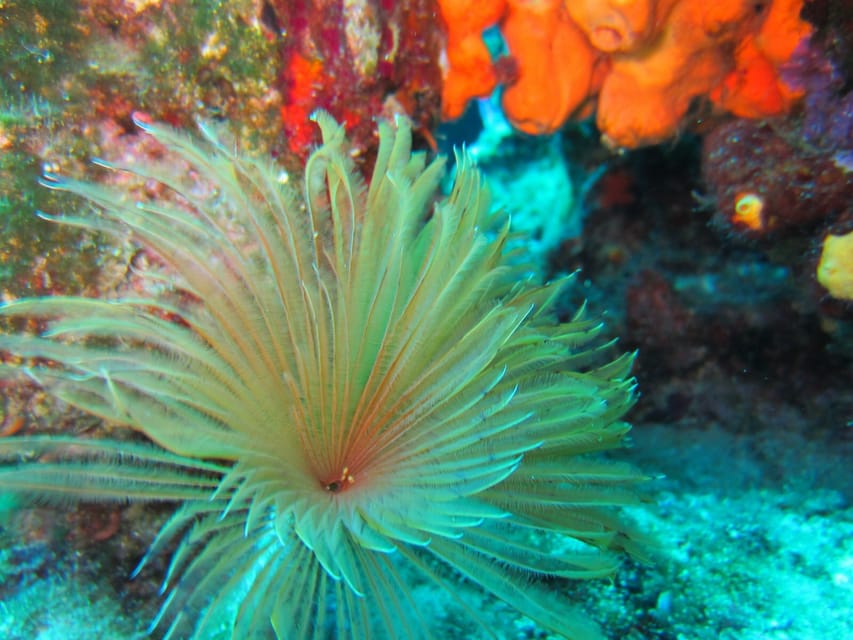 Bodrum: Scuba Diving Trip with Lunch - What the $81 price really covers
