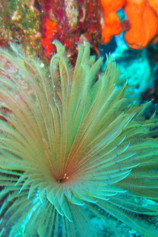 Bodrum: Scuba Diving Trip with Lunch - The boat atmosphere and group mix