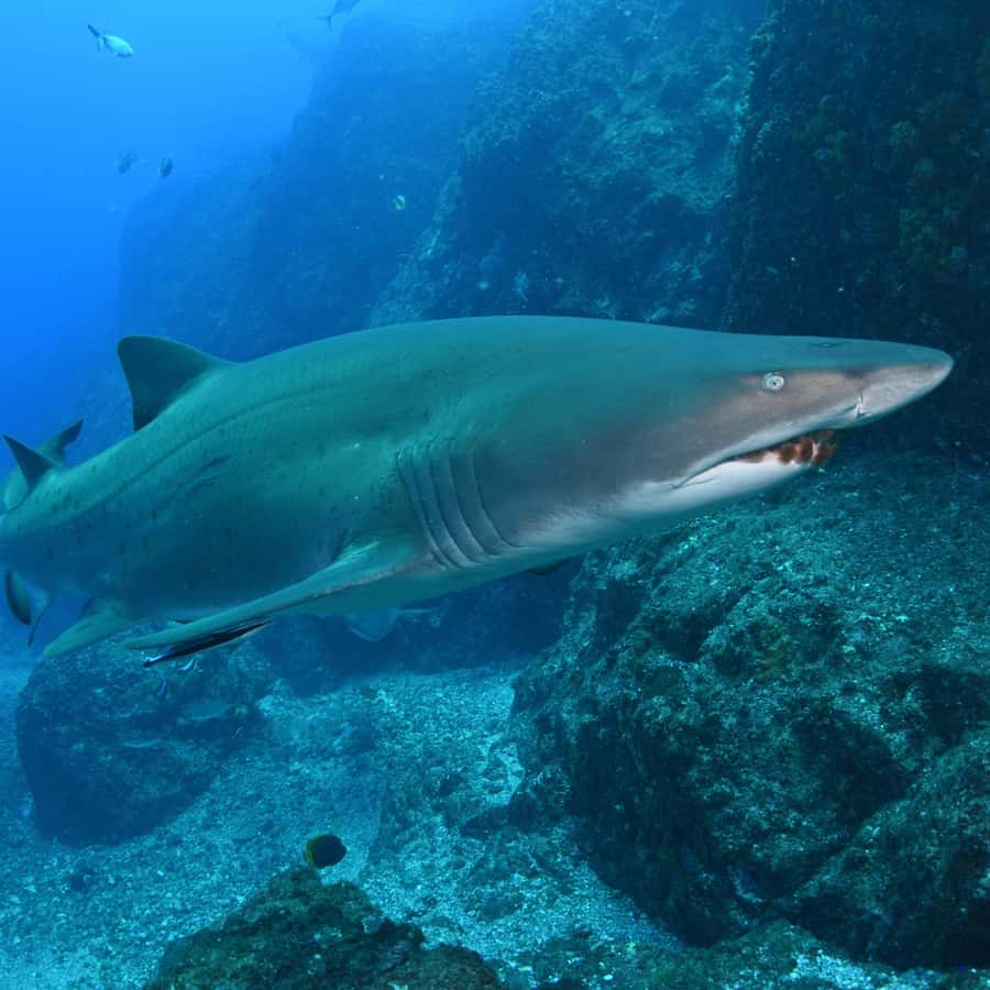 Bondi: Shark Dive at Bushrangers Bay for Certified Divers - Meeting the sharks at Bushrangers Bay