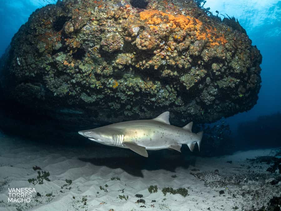 Bondi: Shark Dive at Bushrangers Bay for Certified Divers - The early start at Dive Centre Bondi
