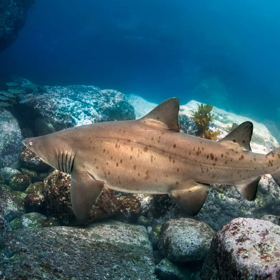 Bondi: Shark Dive at Bushrangers Bay for Certified Divers - First 1.5-hour shore session