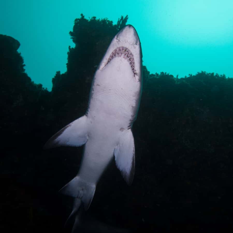 Bondi: Shark Dive at Bushrangers Bay for Certified Divers - A one-hour break on the South Coast