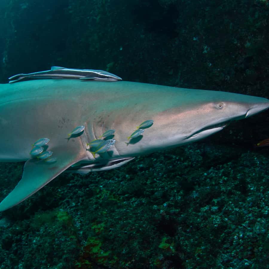 Bondi: Shark Dive at Bushrangers Bay for Certified Divers - How the guides shape the day