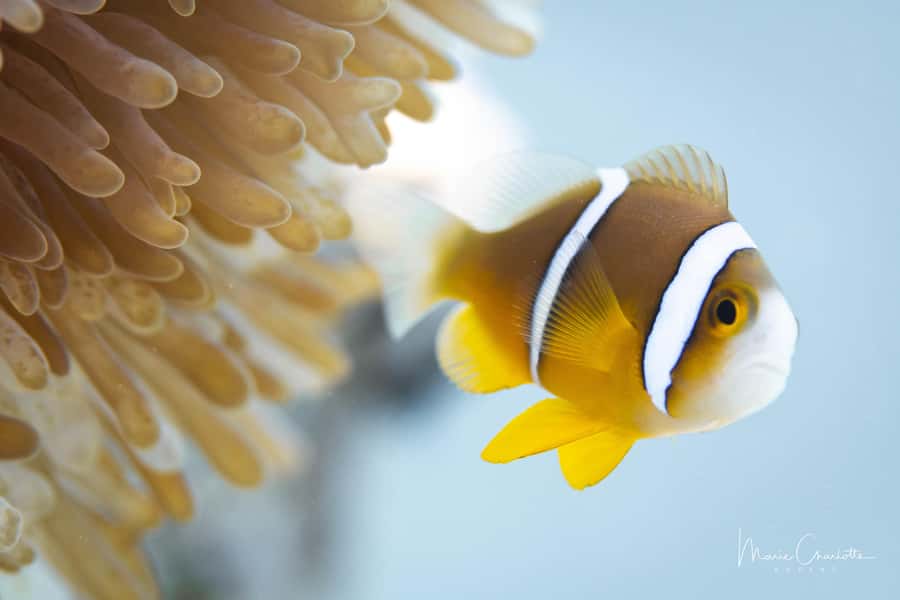Bora Bora: 1 afternoon dive for certified divers - The briefing sets the plan for the water