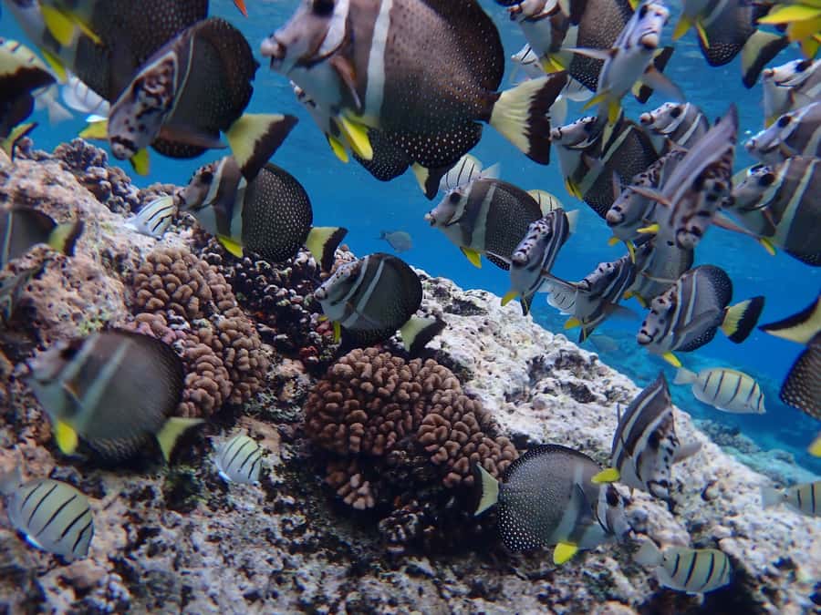 Bora Bora: Introductory Dive - Patient instructors make the biggest difference