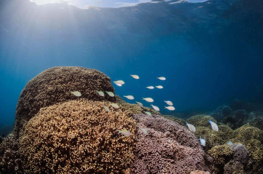 Bora Bora: Introductory Dive - How this compares with simply snorkeling