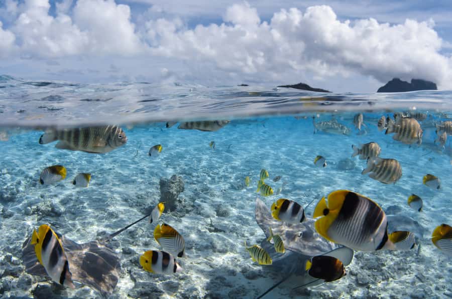 Bora Bora: Introductory Dive - Should you book this Bora Bora scuba experience?