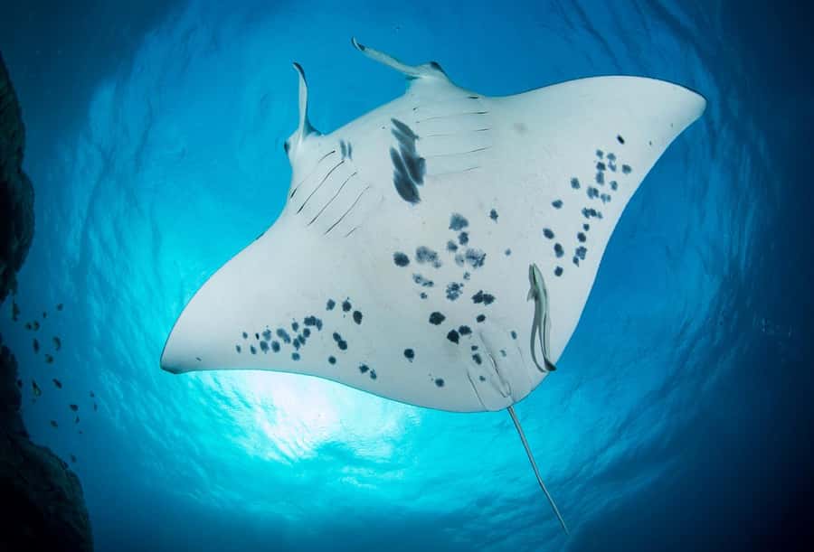 Bora Bora: Morning 2 tank dive for certified divers - Two underwater worlds in one Bora Bora morning