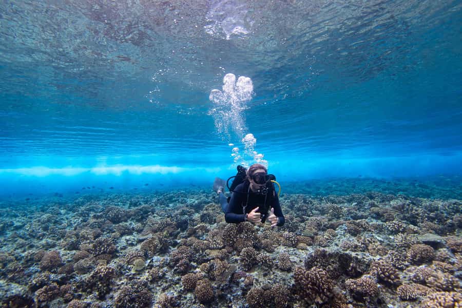Bora Bora: Morning 2 tank dive for certified divers - Pickup by boat or car, then a 30-minute speedboat ride