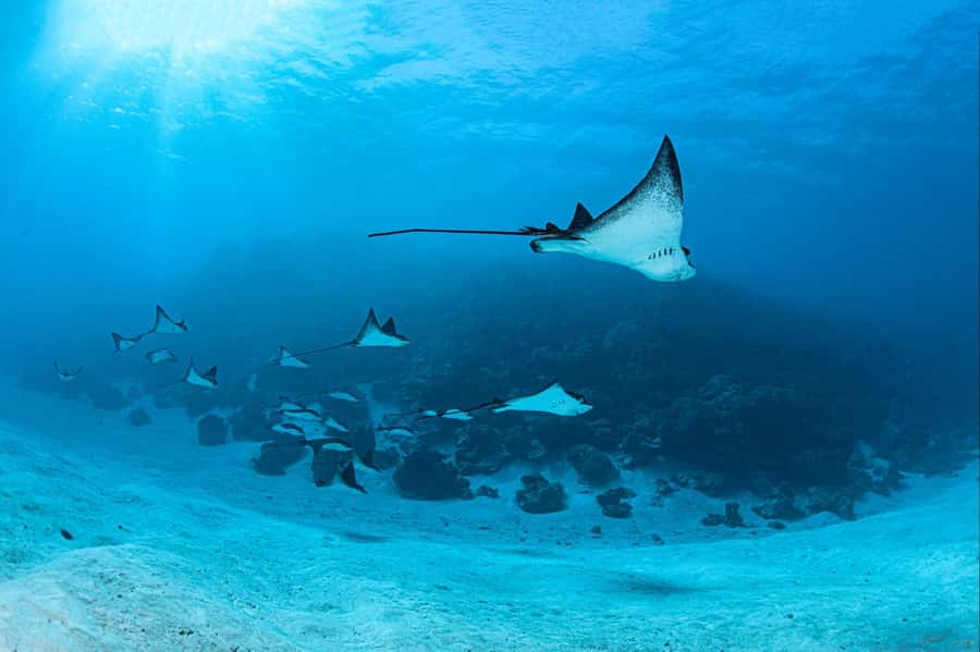 Bora Bora: Morning 2 tank dive for certified divers - The lagoon session: rays, clear goals, and changing sites