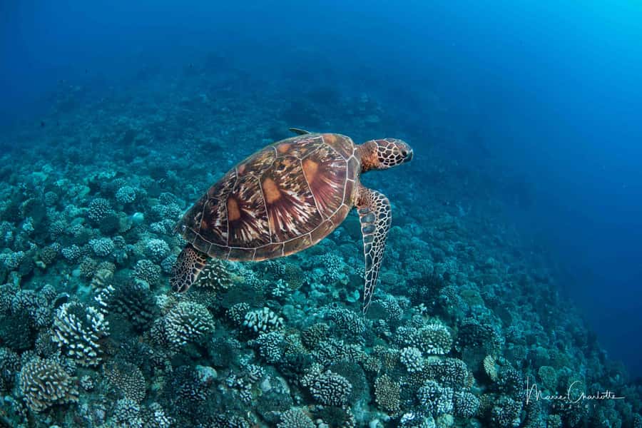 Bora Bora: Morning 2 tank dive for certified divers - Who should book this morning outing