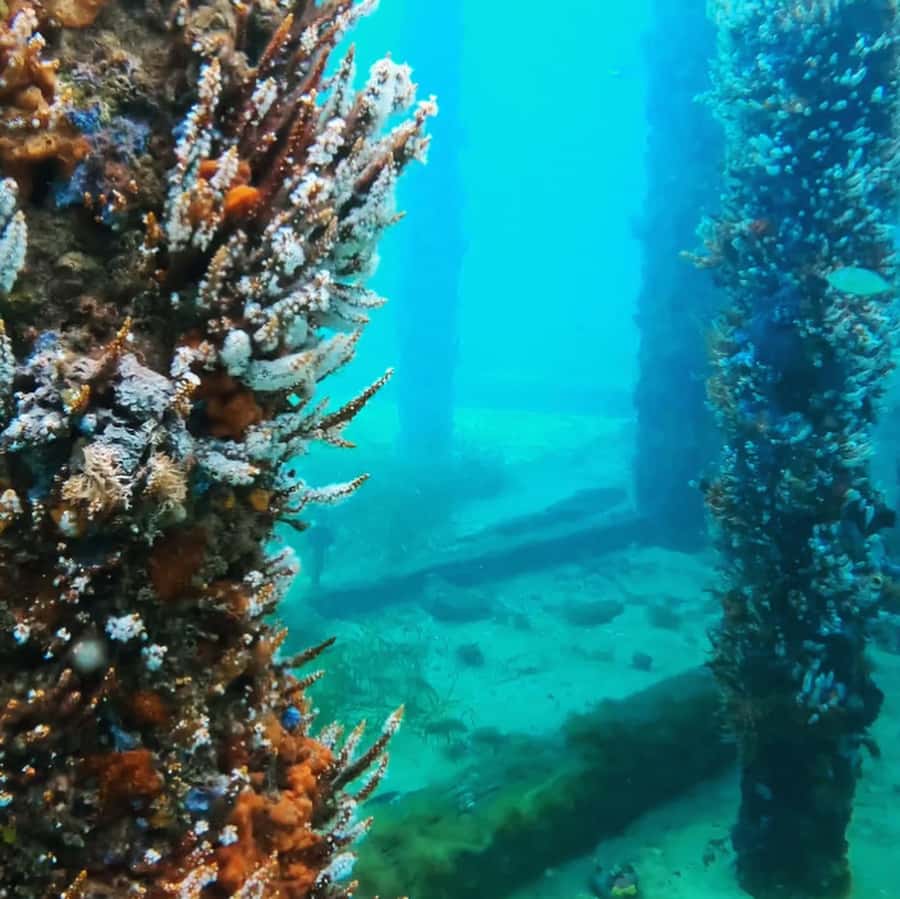 Busselton: Jetty Scuba Dive Tours with Underwater Sculptures - Key points about the Busselton Jetty scuba tour