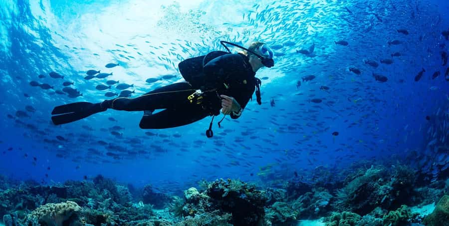 Buzios - DIVING EXPERIENCE - What you might see below the surface