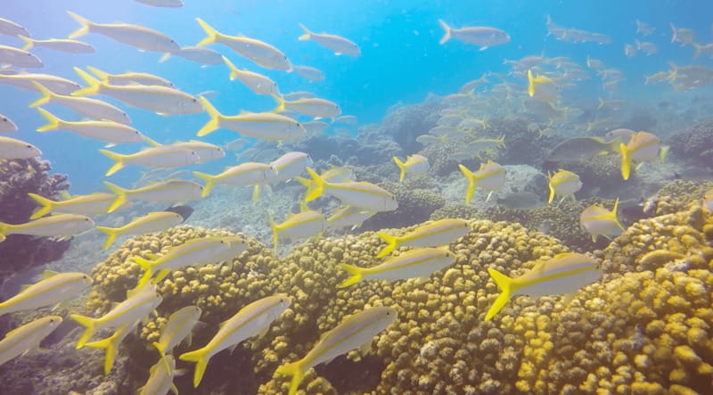 Cabo San Lucas: Beginners Diving Experience w/ Water & Snack - Who should book this activity