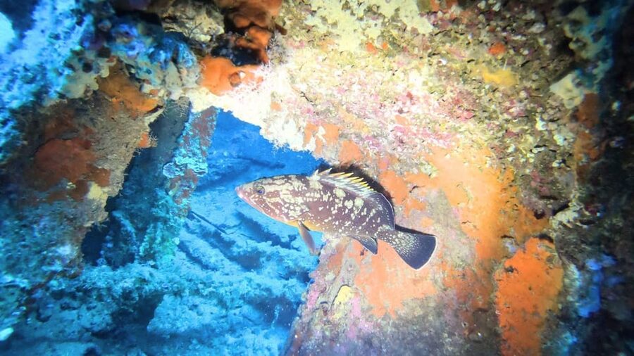 Cagliari: Discover scuba diving for Beginners - What the $134.81 price really covers