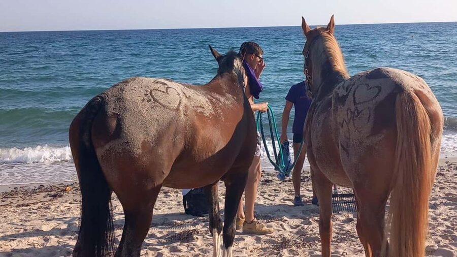 Cagliari: horseback riding with sunrise dive - Entering the clear sea with your horse