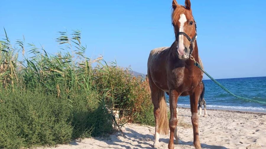 Cagliari: horseback riding with sunrise dive - Why the two-person group matters
