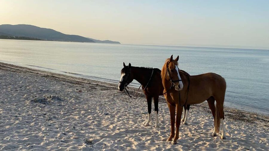 Cagliari: horseback riding with sunrise dive - A gentle ride for first-time riders