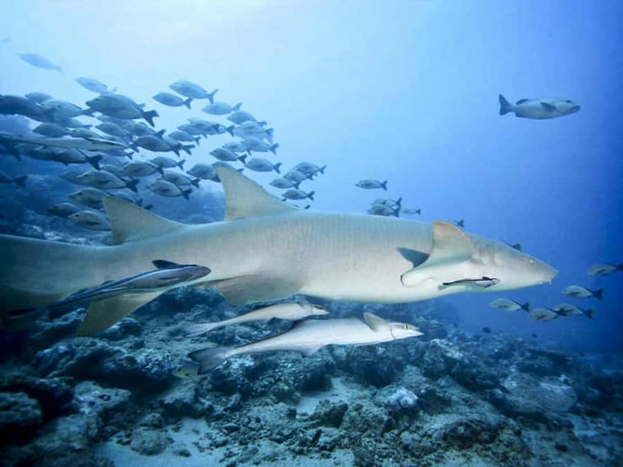 Cairns: 2-Day Great Barrier Reef Dive and Snorkel Boat Trip - What snorkelling is like for a first-time visitor