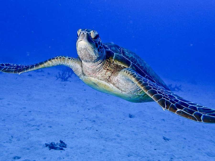Cairns: 2-Day Great Barrier Reef Dive and Snorkel Boat Trip - Adding certified or introductory scuba sessions