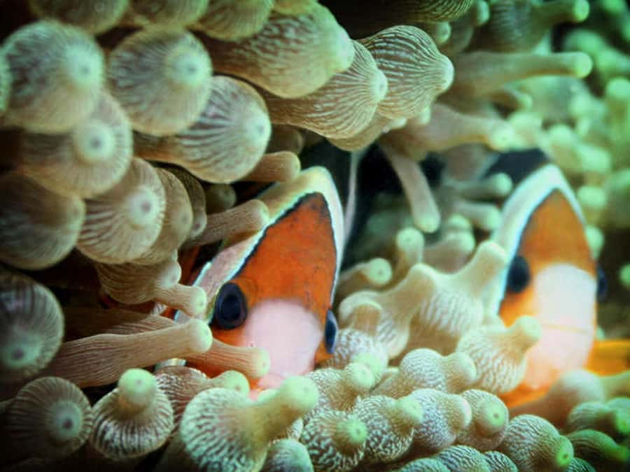 Cairns: 2-Day Great Barrier Reef Dive and Snorkel Boat Trip - The night session and early morning water time