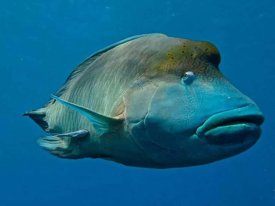 Cairns: 2-Day Great Barrier Reef Dive and Snorkel Boat Trip - How the crew shapes the trip