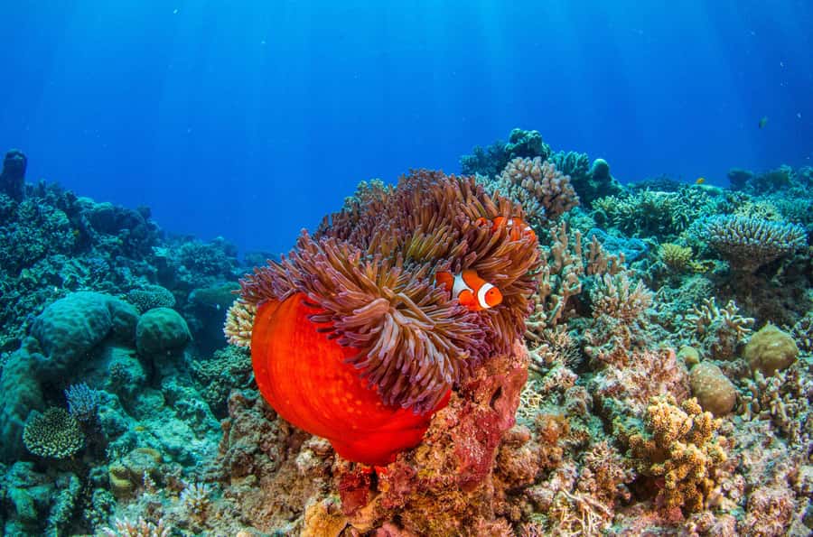 Cairns: Best Value All-inclusive Reef Trip With Scuba Dive - Is $184 good value?