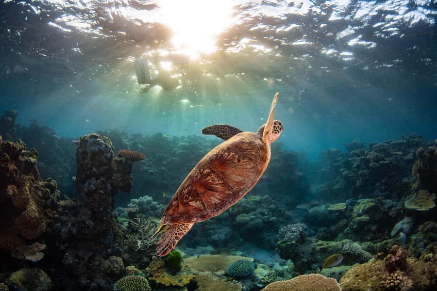 Cairns: Best Value All-inclusive Reef Trip With Scuba Dive - Who should choose this reef trip?