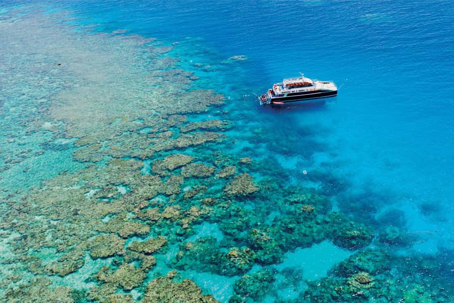 Cairns: Great Barrier Reef Premium Diving Full Day Tour - What you may see below the surface