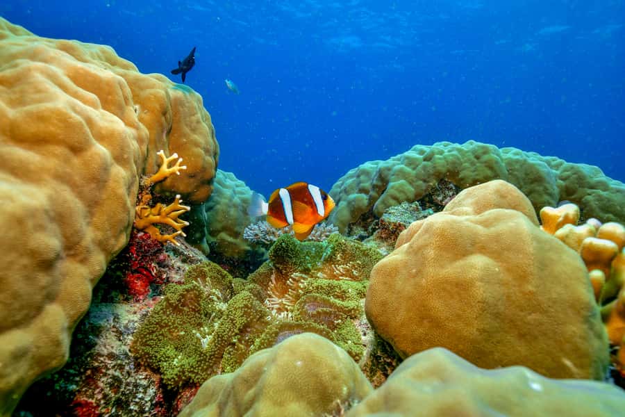 Cairns: Great Barrier Reef Premium Diving Full Day Tour - Optional scuba for a closer look