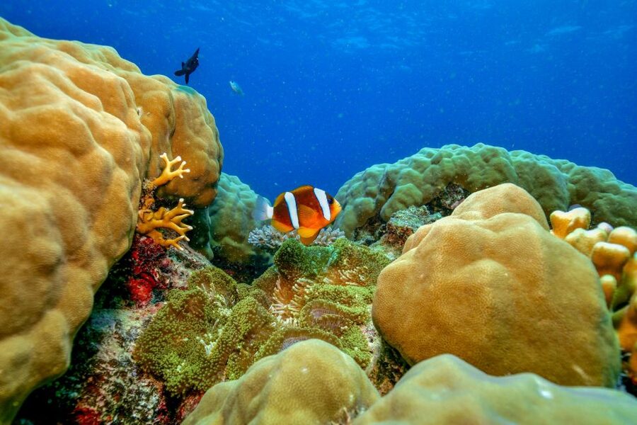 Cairns: Great Barrier Reef Premium Diving Full Day Tour - The Indigenous stories give the day more meaning