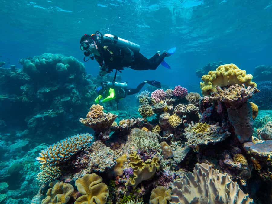 Cairns: Green Island Full-Day Tour with Diving - Who gets the best value from this Green Island tour