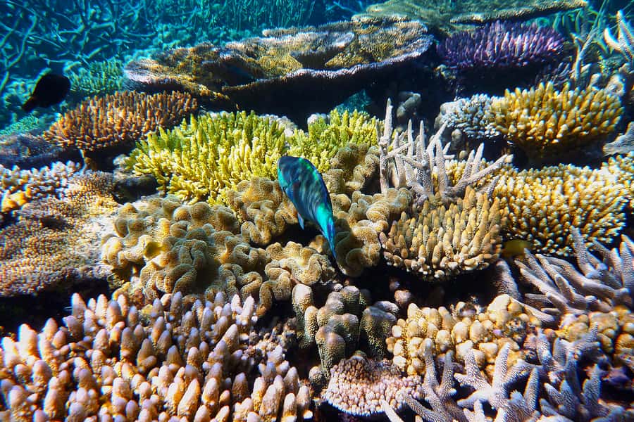 Cairns: Outer and Coral Cay Snorkel and Dive Cruise - Wonder Wall: coral close to the surface